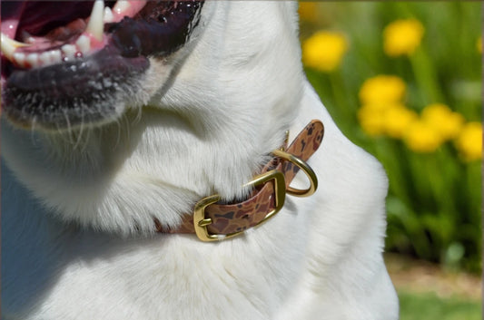 The Desert Pawmo Collar