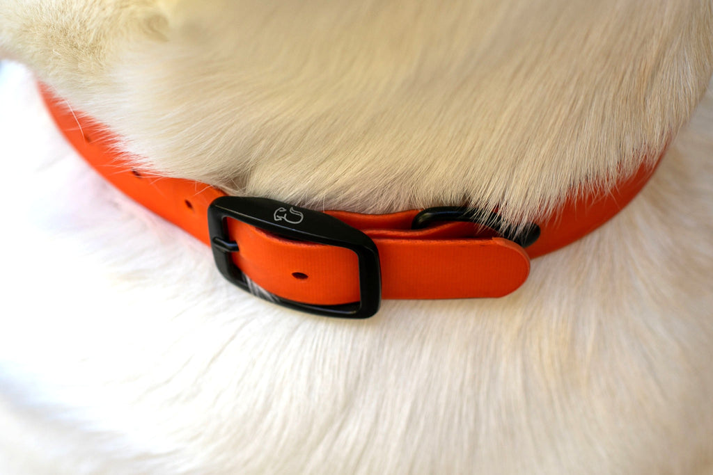 The Blaze Collar