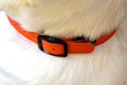 The Blaze Collar