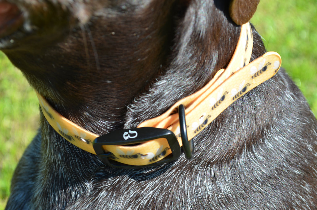 The Buzz Collar