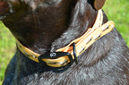 The Buzz Collar