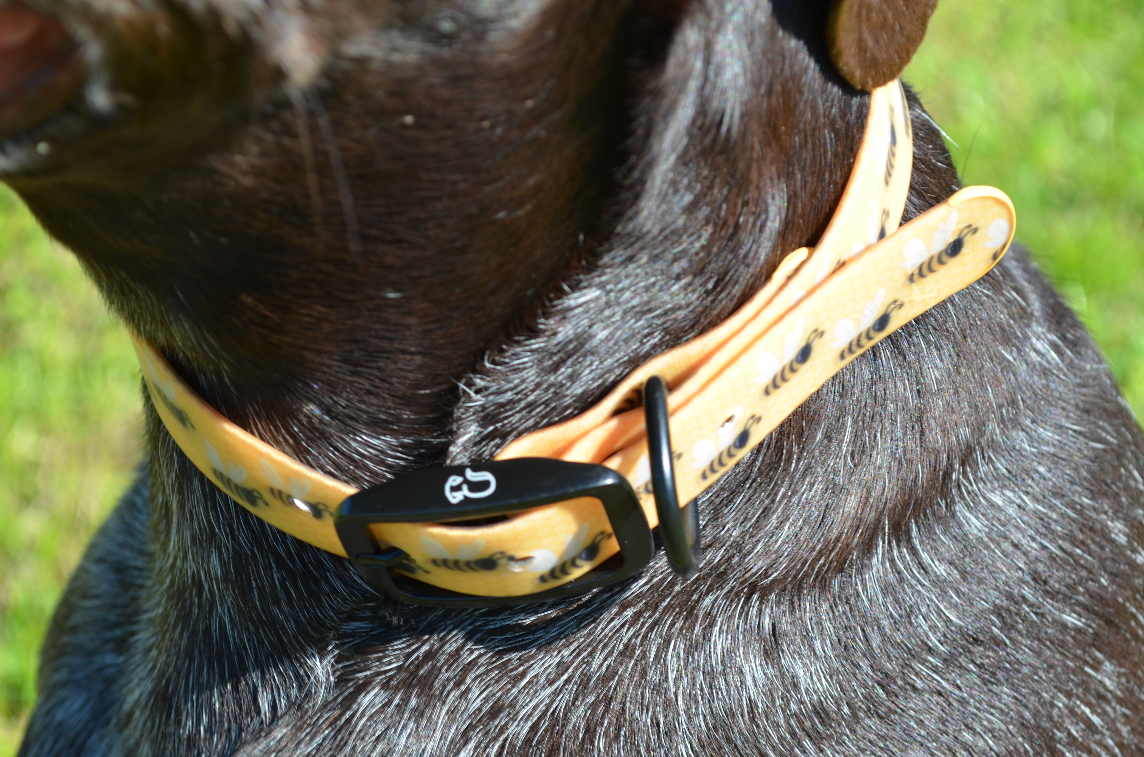 The Buzz Collar