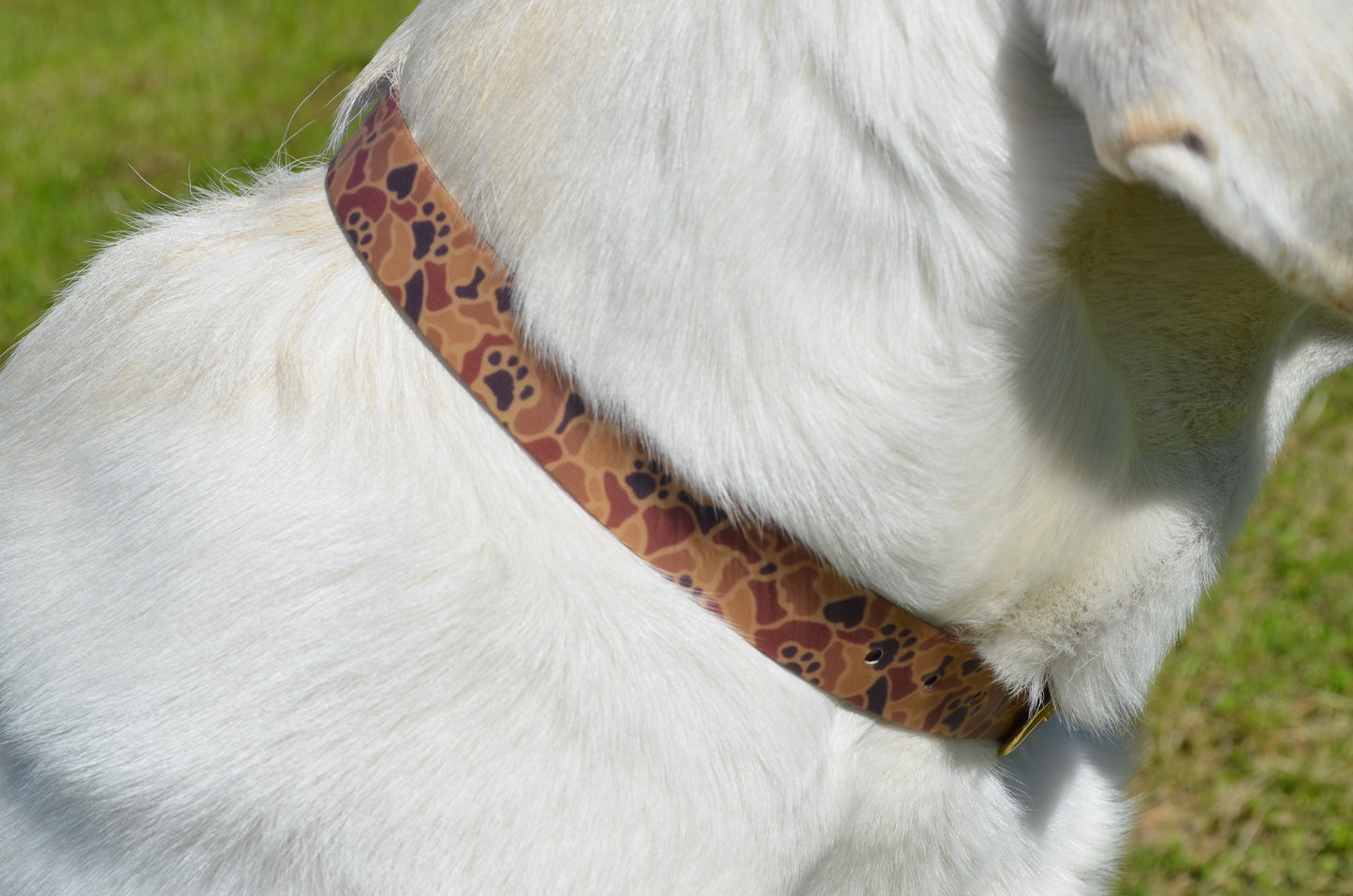 The Desert Pawmo Collar