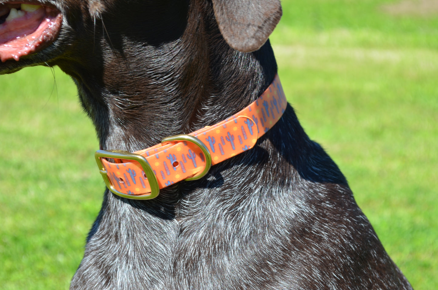 The Southwest Collar