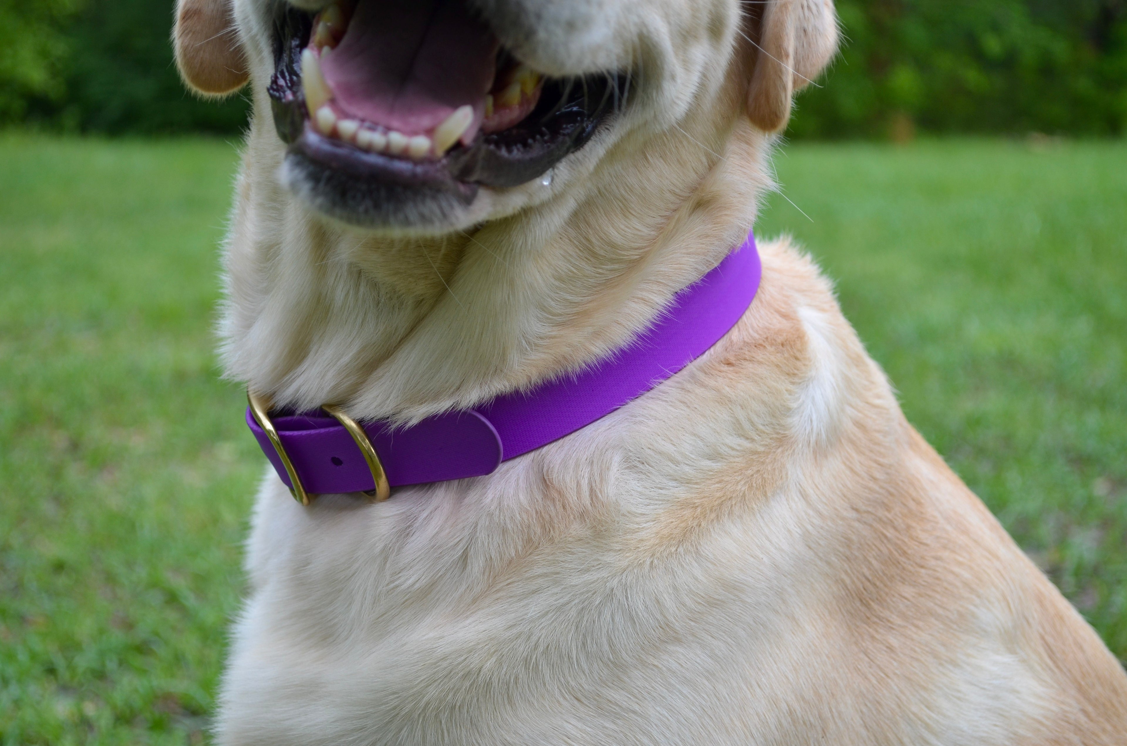 The Amethyst Collar