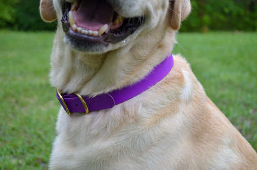 The Amethyst Collar