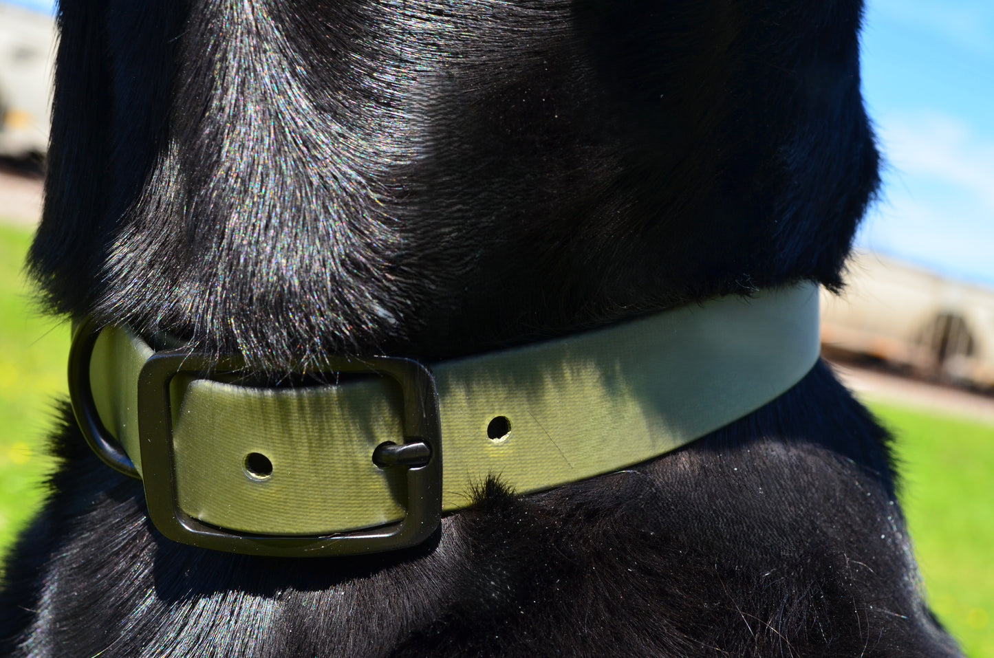 The Olive Collar